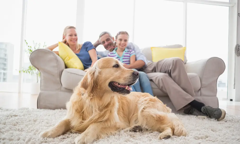 Almofada de Pelúcia para Sofá: Maciez e Charme na Decoração de Ambientes