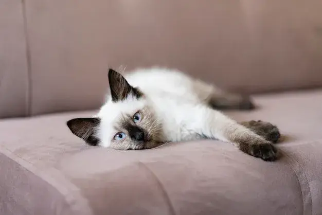 gato fofo deitado no sofa 23 2149078343